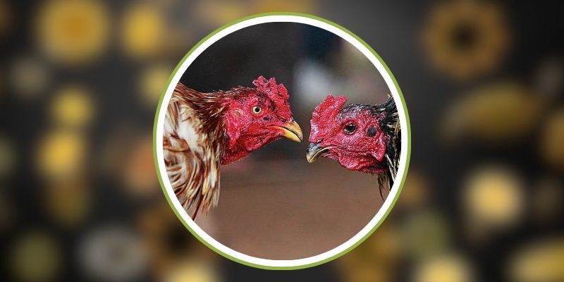 33Win – Những Kinh Nghiệm Cá Cược Đá Gà Giúp Bạn Thắng Lớn 2 Phân tích kỹ chiến kê trước khi xuống cược
